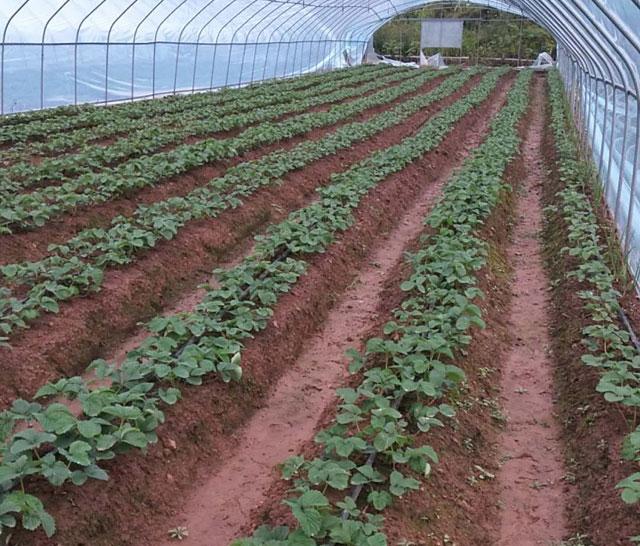草莓花期蓟马危害用什么药,草莓大棚里的蓟马怎么防治