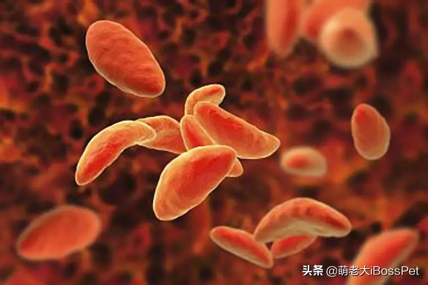 猫咪身上有绦虫人会感染吗,猫咪身上一定有弓形虫吗