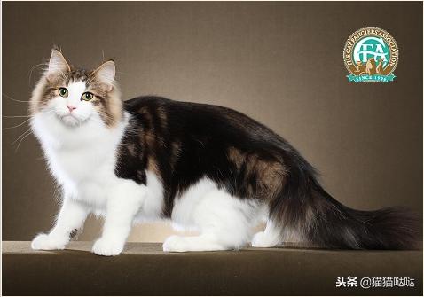 养猫新手买猫注意什么,新手养猫和买猫的注意事项