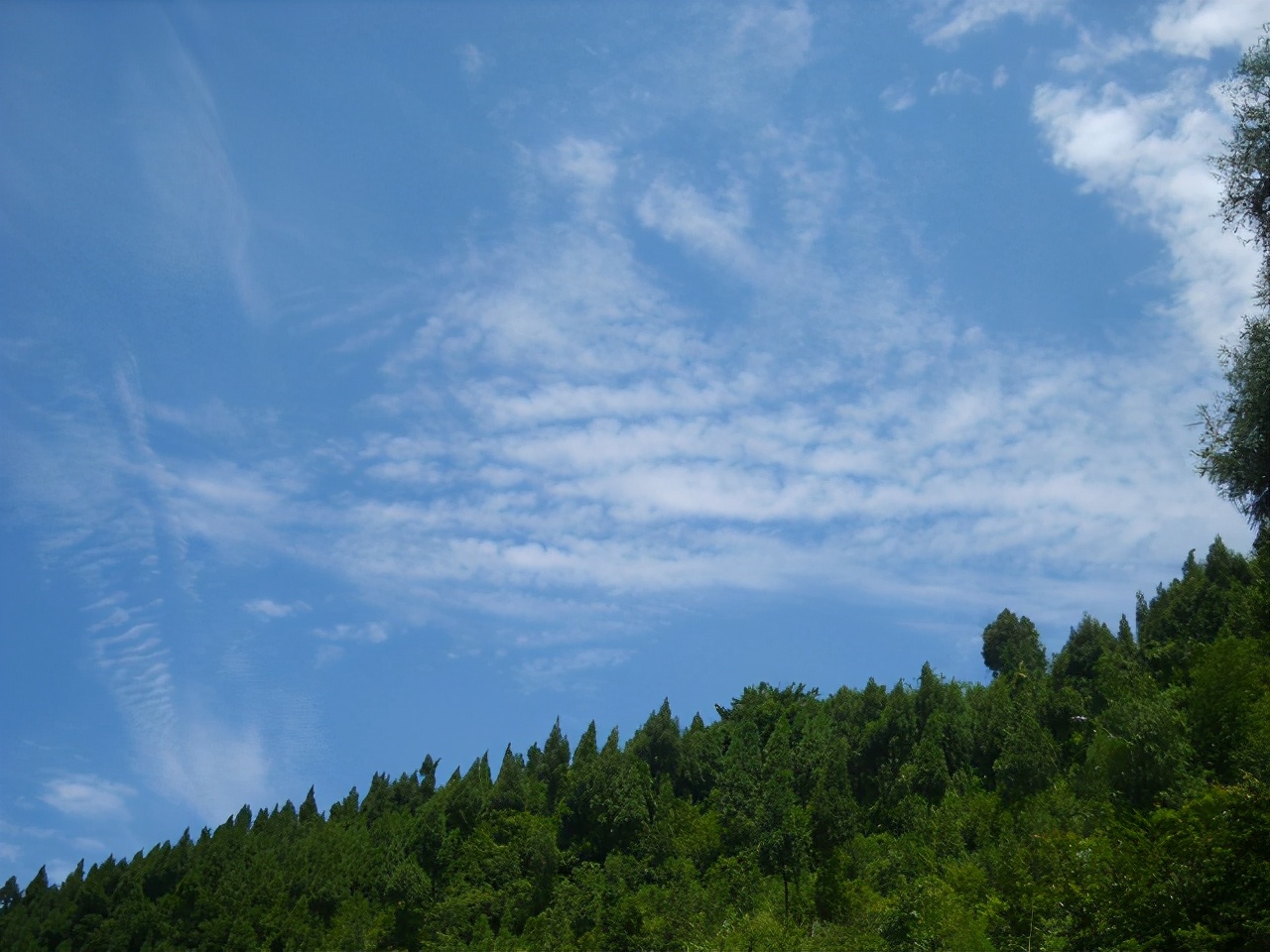 季夏,我和“ck81”兄弟去沙溪坝