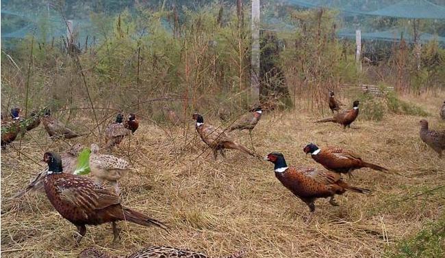 临沂早餐糁汤,糁汤早餐