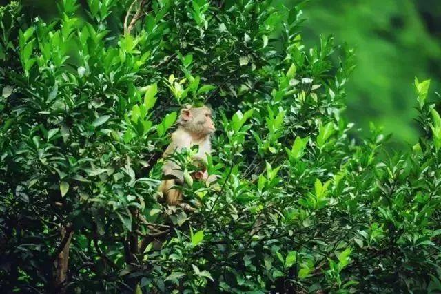 重庆到统景温泉攻略,重庆统景温泉一天旅游攻略