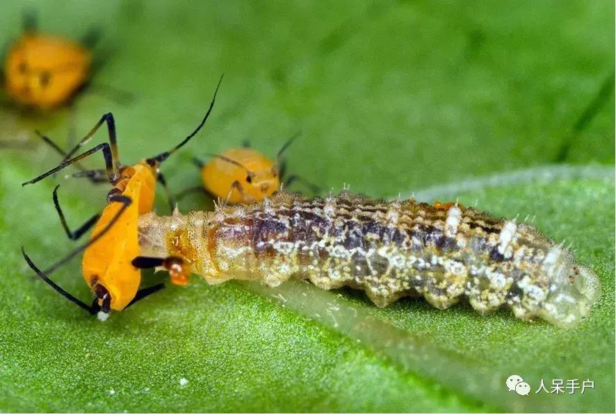 人工养殖的天敌昆虫,昆虫天敌大全