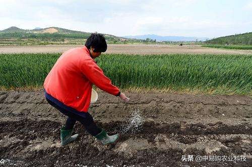 以虫治虫水稻病虫防控有妙招,以虫治虫的方法