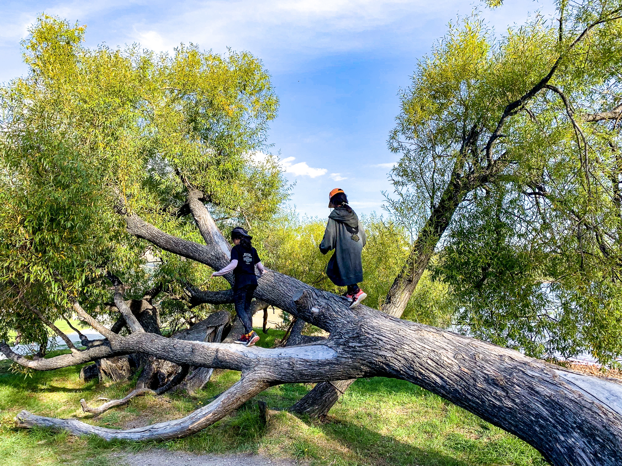 格林诺奇魔戒电影图片,魔戒格林诺奇