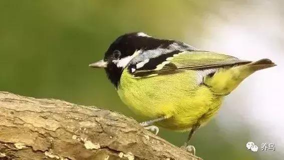 黄腹山雀认主人吗,黄腹山雀精灵介绍