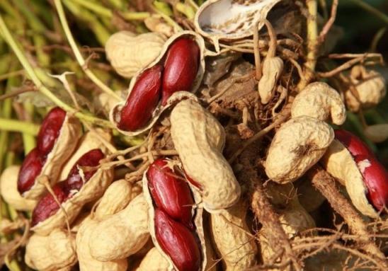 花生每亩产量2000斤的种植技术,花生种植的距离和行距该怎样安排