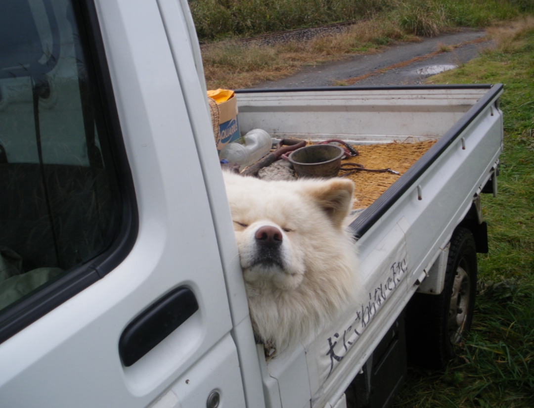 日本网红狗狗去世,日本狗死了