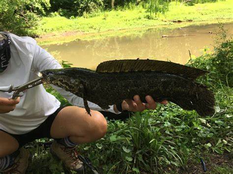 鱼的生活习性和特点怎么写,鱼的生活习性100字以内