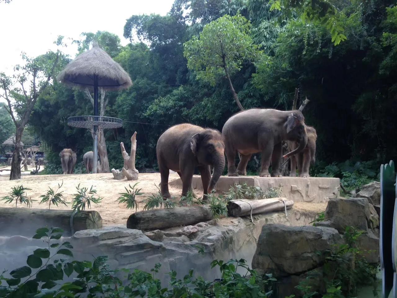广州长隆野生动物园最全游玩攻略,长隆野生动物园游玩攻略