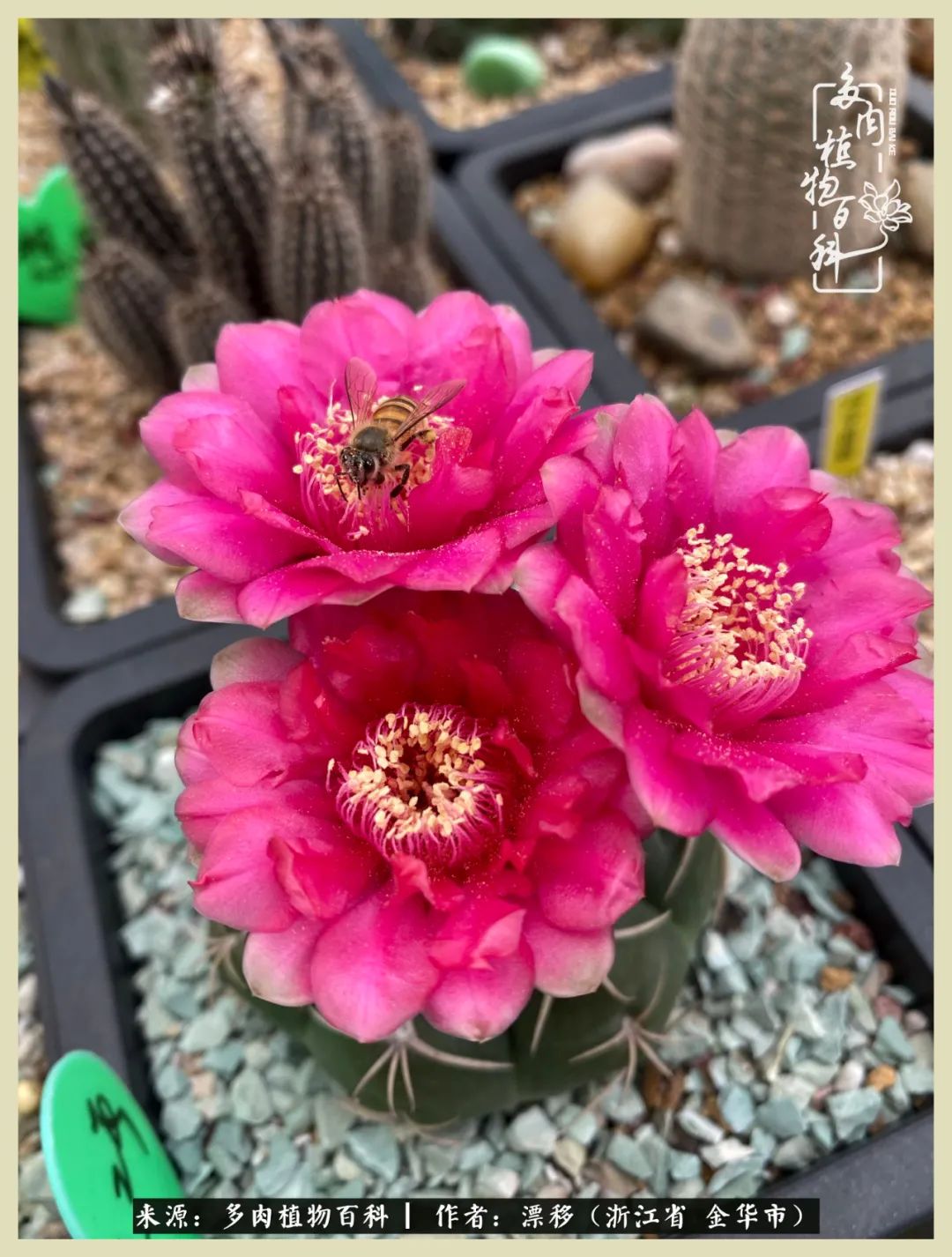 仙人球开花并散发着香味,仙人球花盛开吐露芬芳