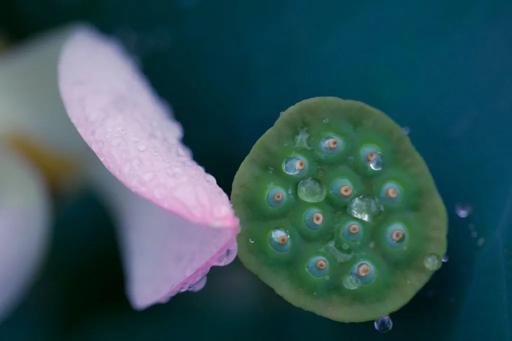 繁华过后一盏清茗也能品出百味,繁华之后静立于世