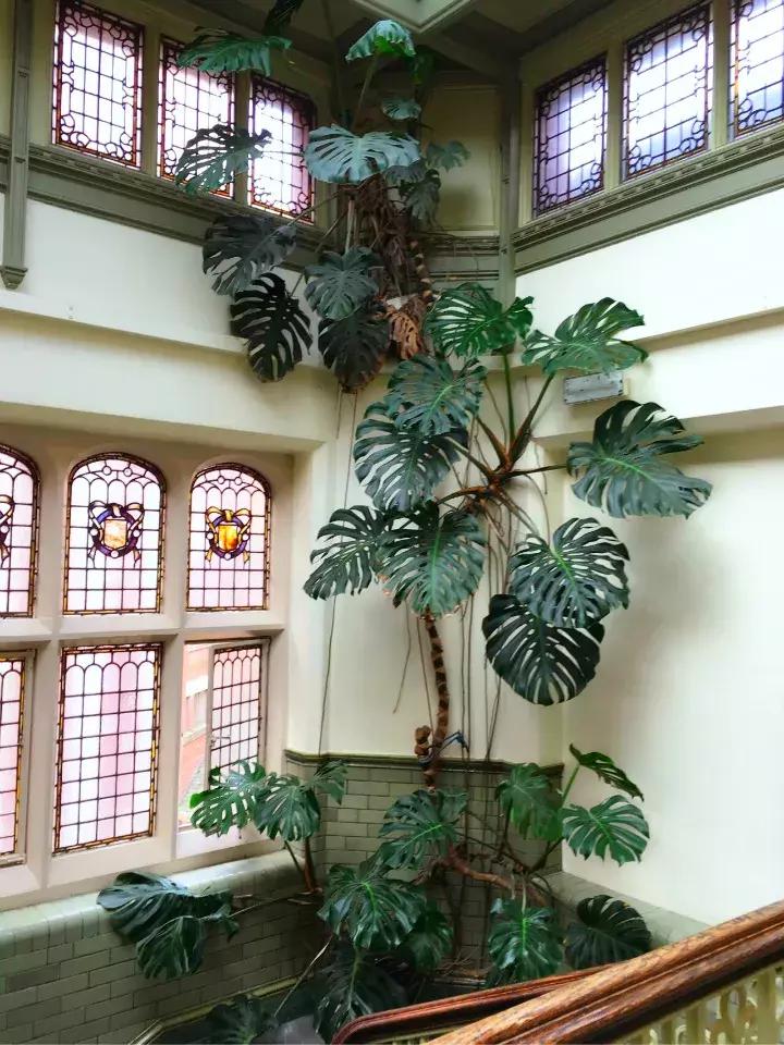 家里养什么花能除甲醛,什么花除甲醛净化空气最好