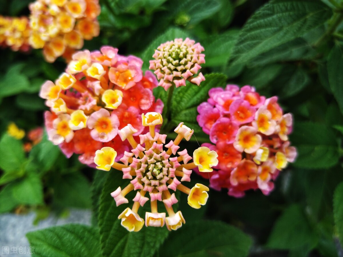 100种常见园林图鉴,列举20类不同的园林花卉