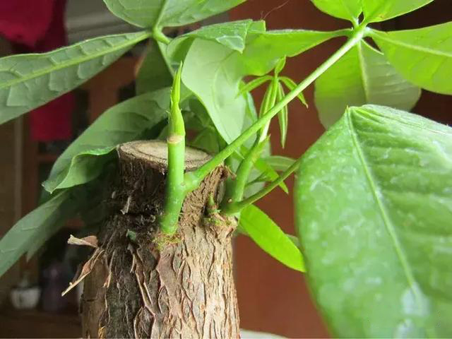 发财树叶子变黄是什么原因引起的,啤酒浇发财树叶子好吗