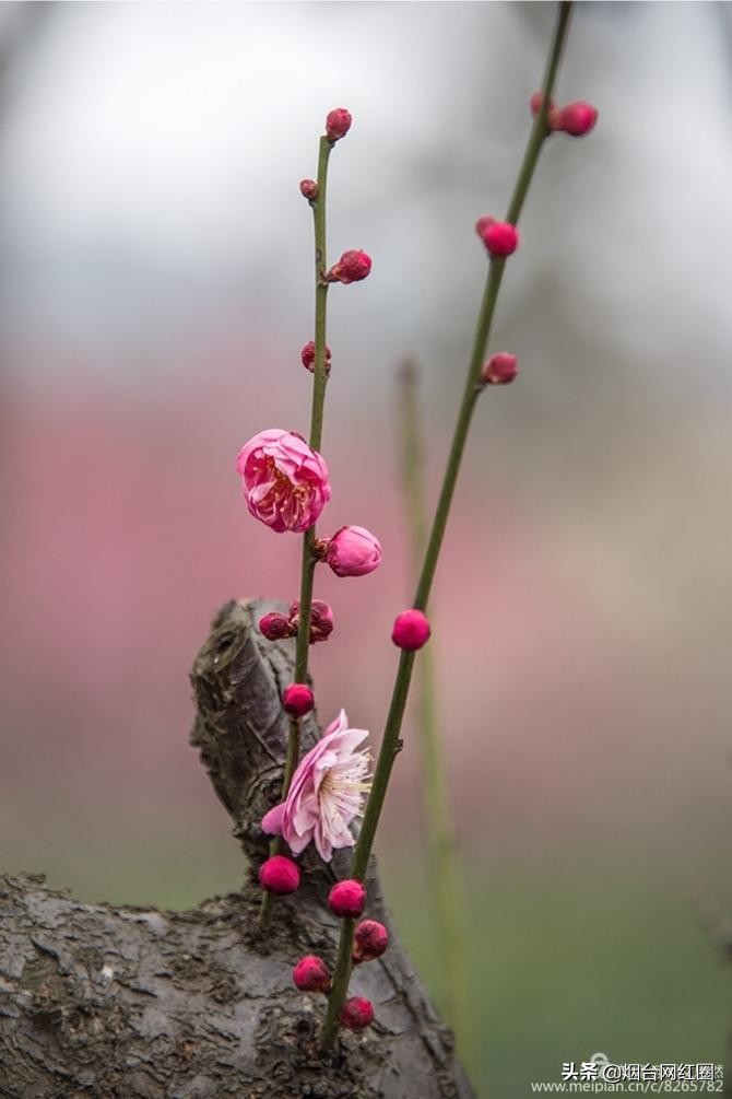 南京梅花山梅花开了吗,来南京梅花山赏梅花