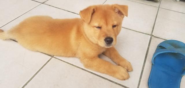 大年初一狗跑到床下不走,大年初一不小心把狗打死了