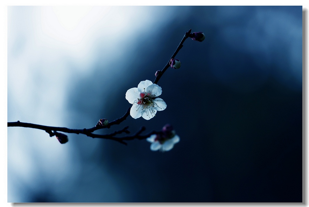 周密的词,周密诗词大全