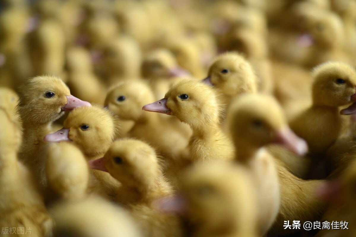 鸭疫有特效药治疗吗,鸭新城疫用什么药