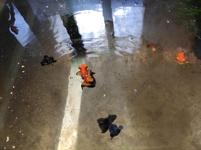 哪种观赏鱼不适合一缸养,锦鲤观赏鱼怎么养比较好