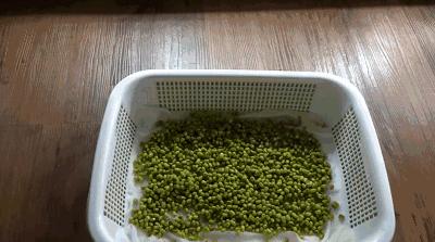 水培蔬菜家庭阳台种菜超简单,不用土在家种菜简单方法