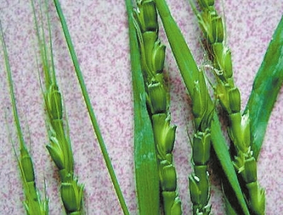 防治杂草最有效的方法,常见十大抗性杂草的除草方案