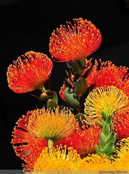 最好记的花名大全,很难得一见的花