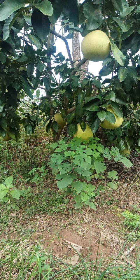 四川中江金秋柚乡果飘香,金秋九月柚果飘香说丰年