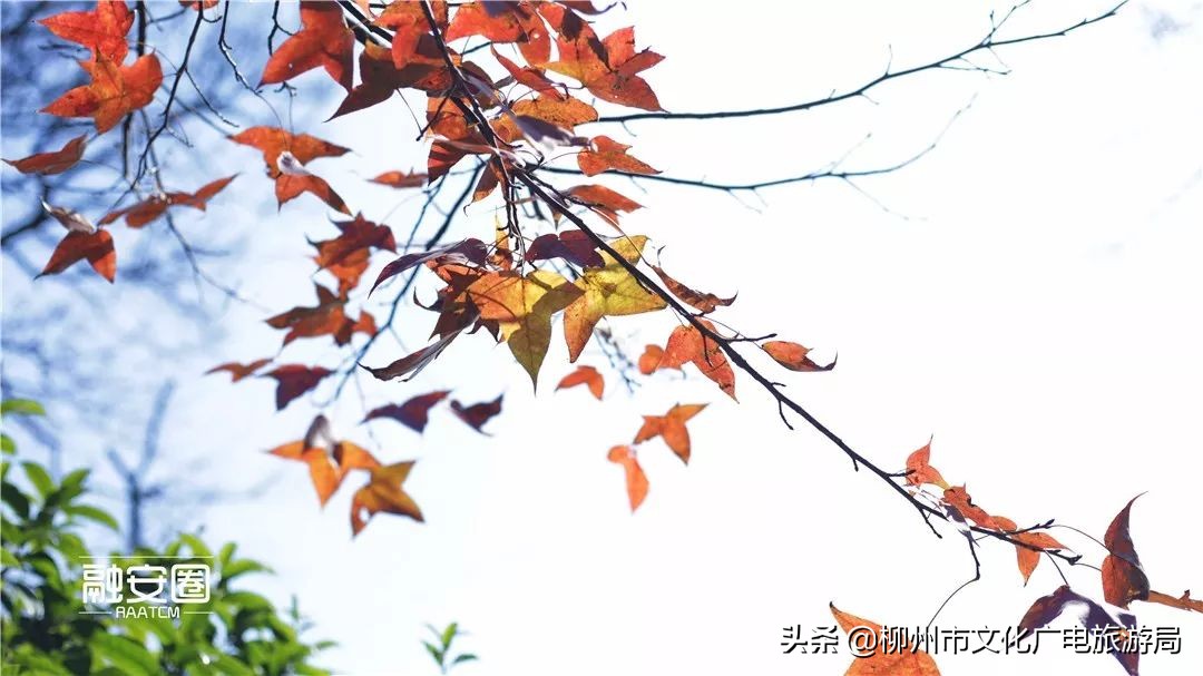 融安风景最好看的地方,融安十大游玩景点