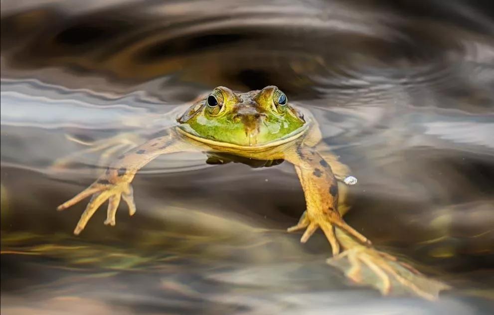 池塘里蛙声一片的散文,初夏夜晚蛙声的散文