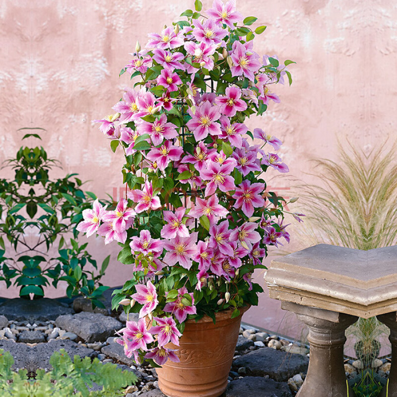 适合大盆养的4种花,这8种花最旺家只需养一盆