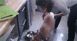 怎么养拉布拉多毛会好,怎么养拉布拉多的方法大全