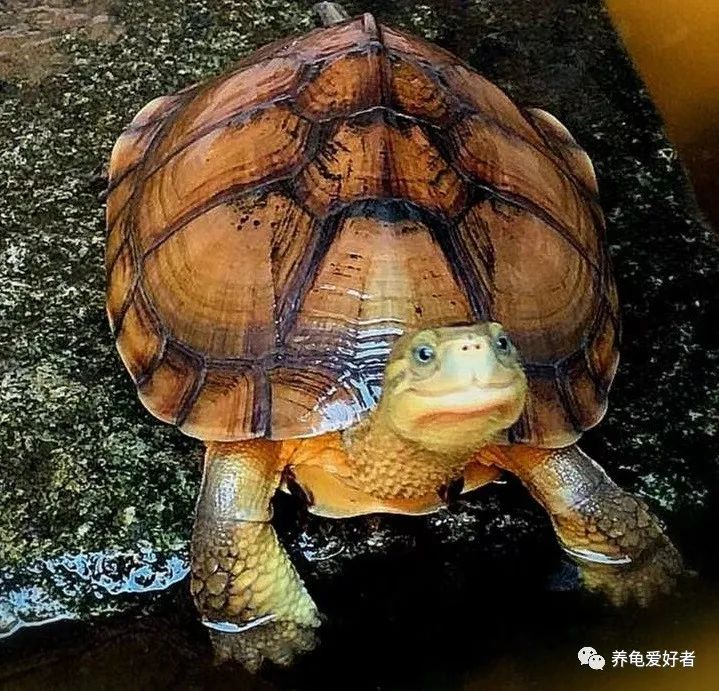 养龟知识大全视频,夏天养龟不死的知识