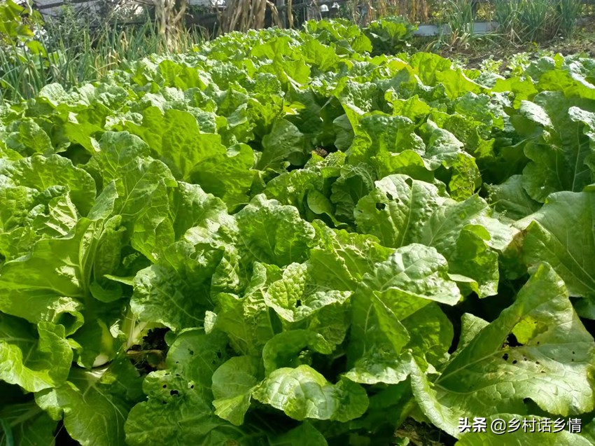 蔬菜招蚊子怎么处理,不用农药怎样消灭蔬菜上的虫子