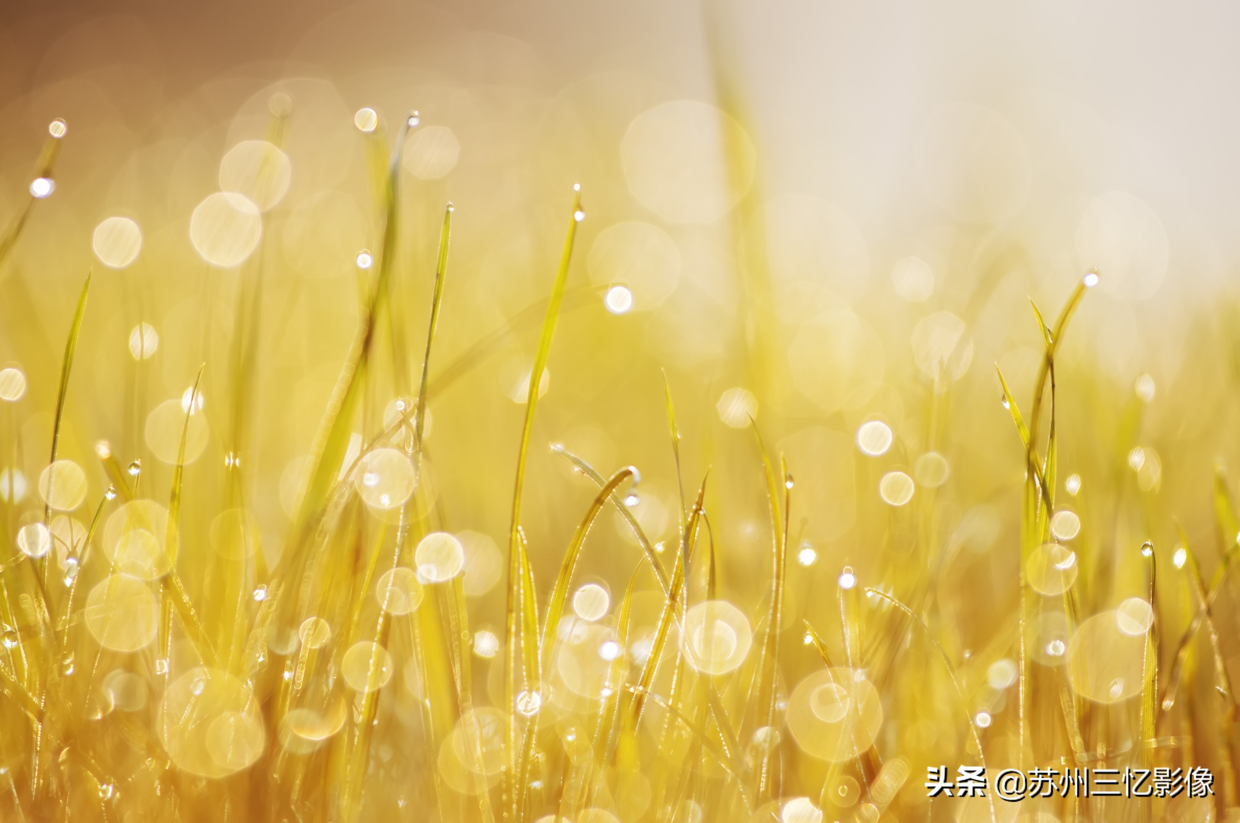 尼康d300s自动对焦怎么设置,尼康d300s单反相机测评