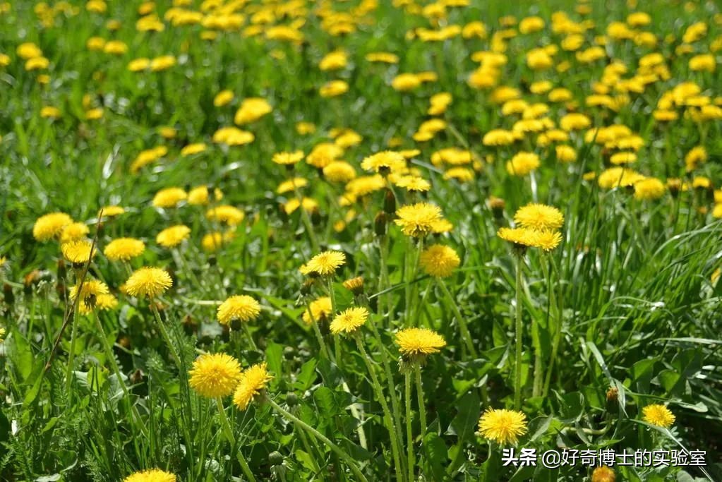 深海里有哪些鲜为人知的神秘生物,深海浮游生物图片