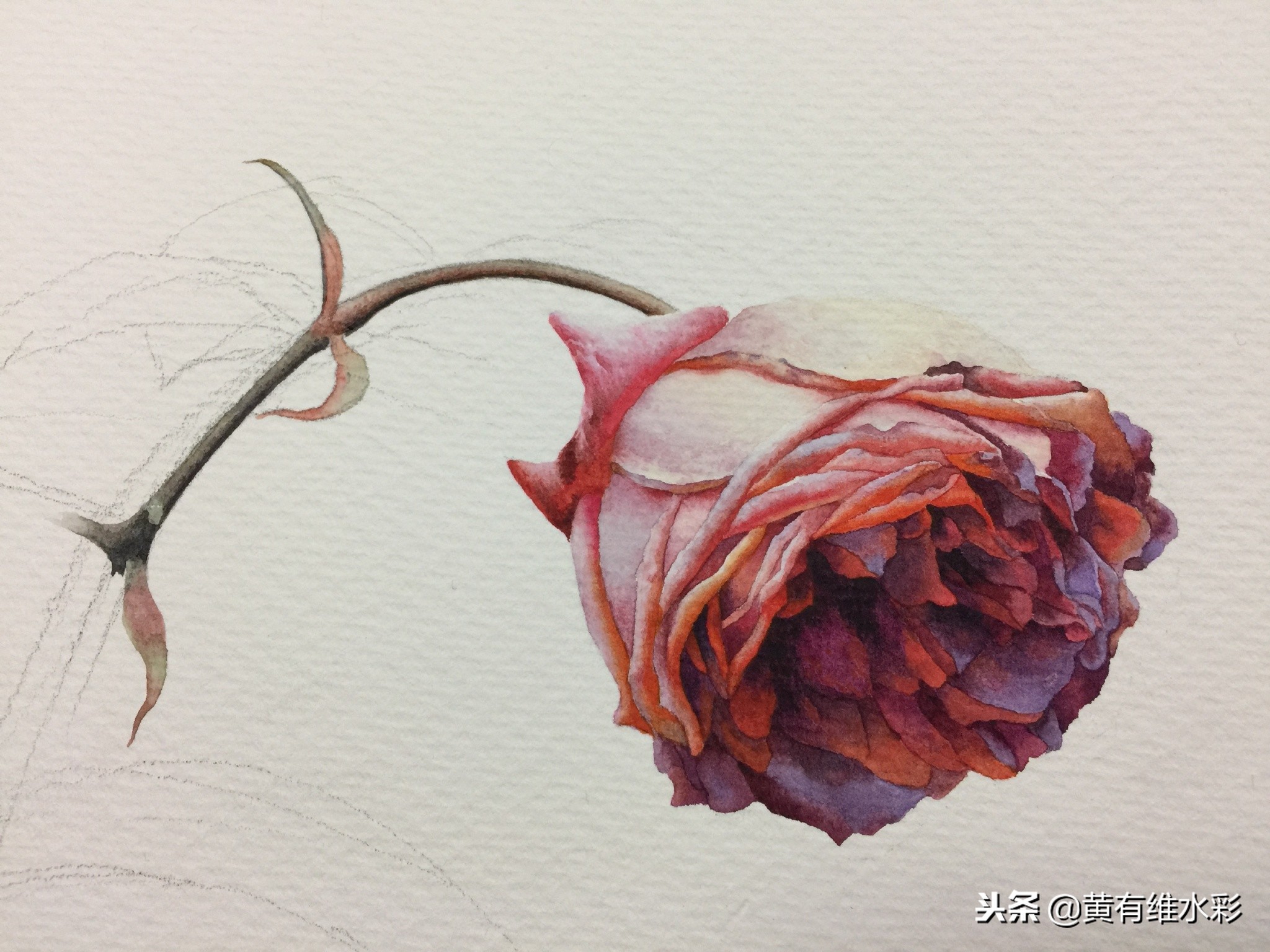 水彩教程简单好看手绘图片,水彩教程画花