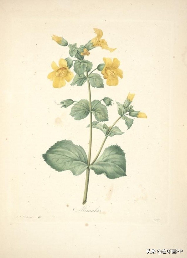 插画风简单的花手绘图片,唯美手绘田园插画图片大全