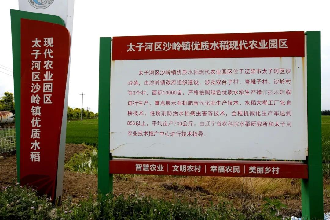 津门网金熙男:最美的稻田