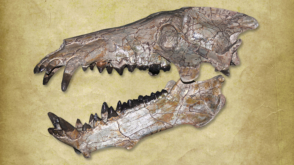 猪不同阶段都需要什么,为什么猪能活到现在