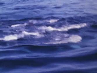 虎鲸捕杀地球上最大的蓝鲸,虎鲸天敌vs蓝鲸