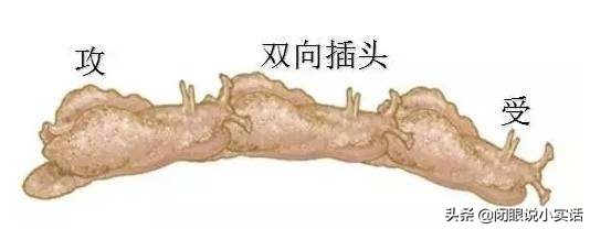 世界上最奇葩的三种杂交动物,动物世界最奇葩的组合