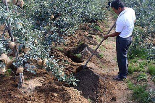 苹果出现斑点，到底是怎么回事？