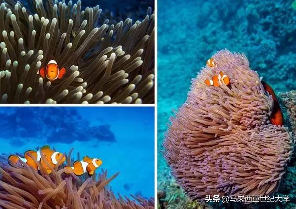 马来西亚最受欢迎度假区,马来西亚旅游最好玩的岛