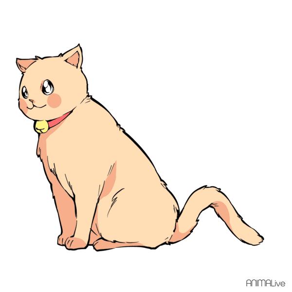 猫咪也会生气的视频,猫咪生气发怒哈气是怎么发出的