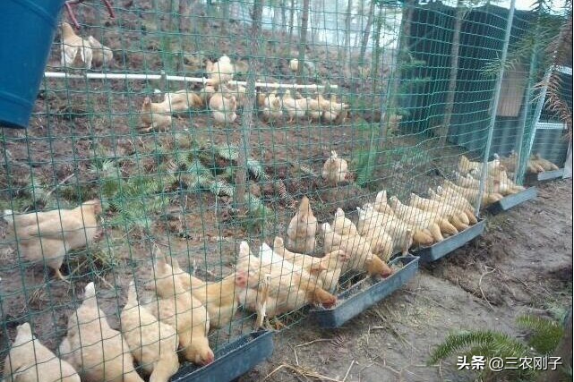 土鸡与饲料鸡哪个更有营养些,农村土鸡和饲料鸡的区别