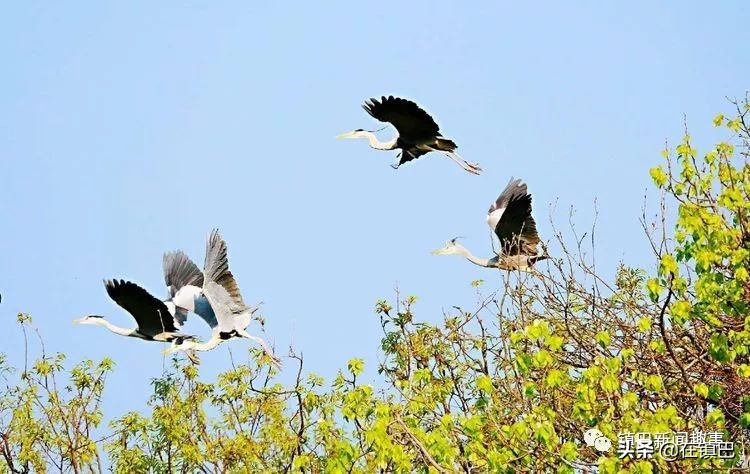 镇巴最美四月天——碾子