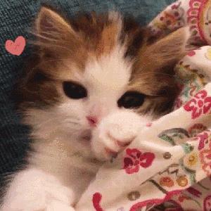 不看成分就买猫粮,不看原料表怎么区别猫粮好坏