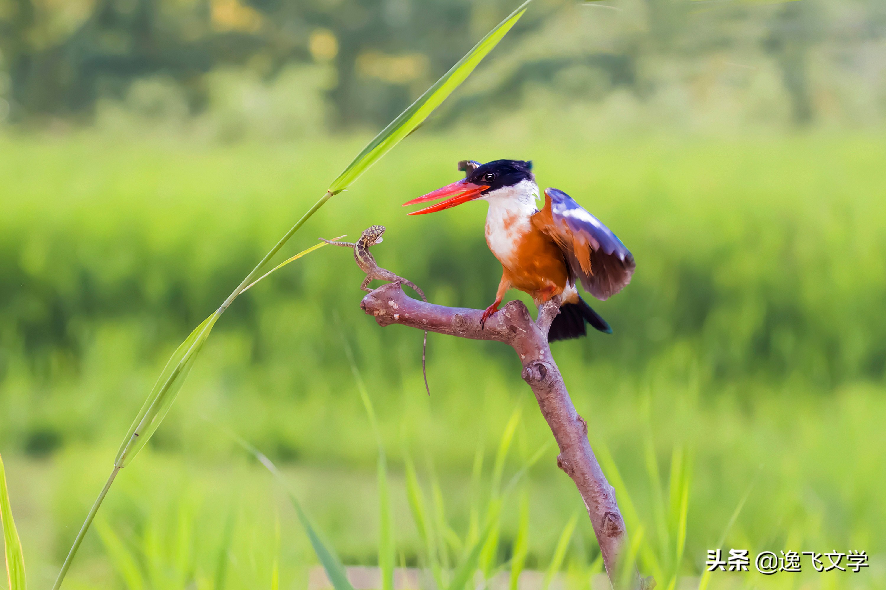 摄影纪实战争,摄影现代战争