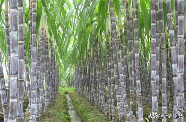 甘蔗种植技术及管理方法,2.5米行距甘蔗种植产量如何